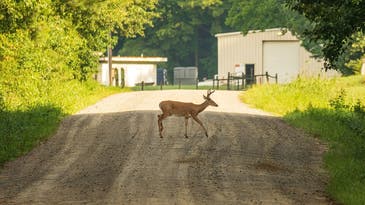 Canadian Researchers Discover Possible Deer-to-Human Covid Infection