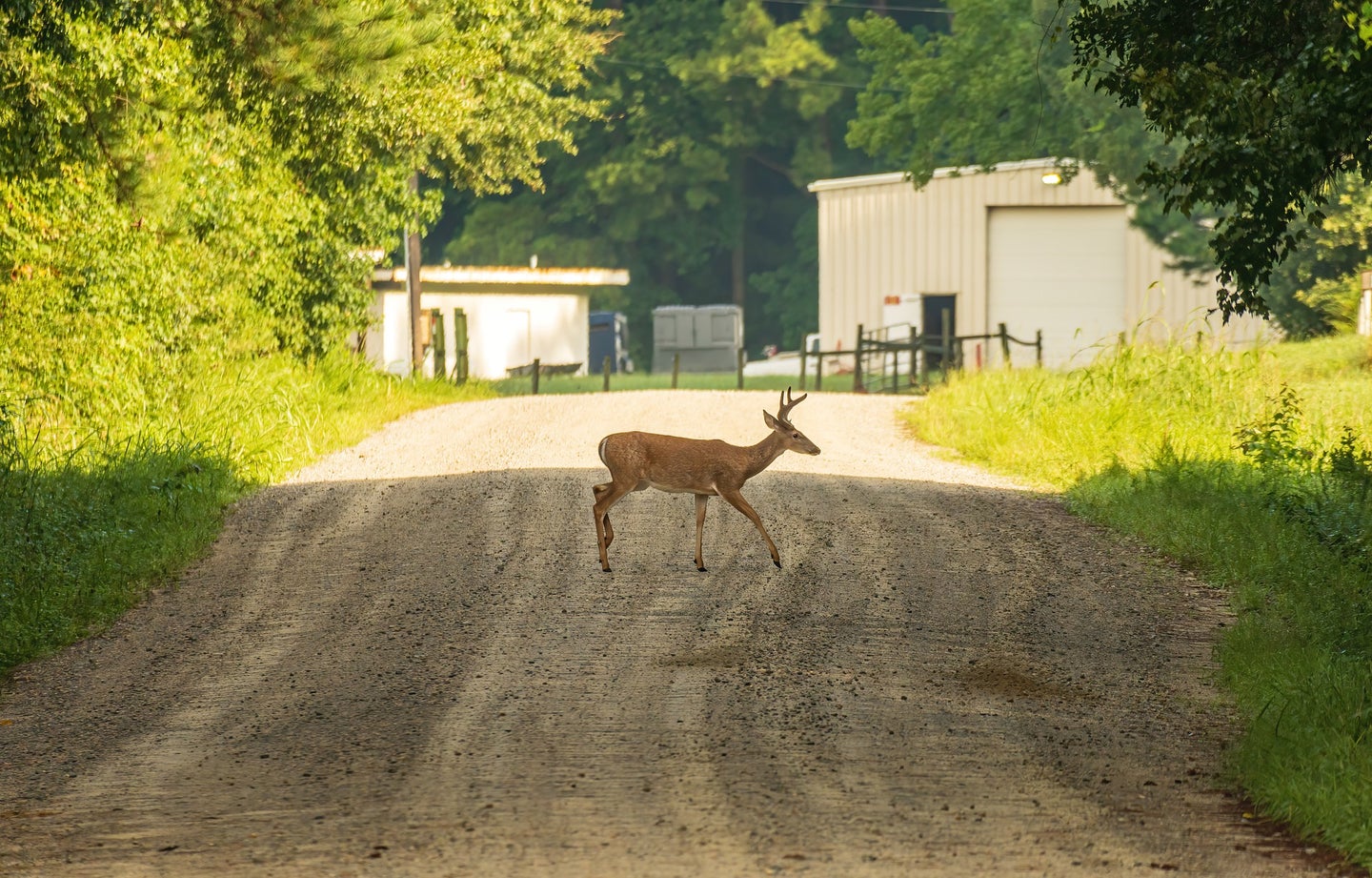 Whitetail deer buck crossing a dirt road in front of a barn.