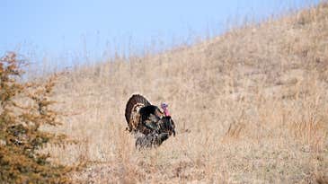The Sand Hill: How a Good Turkey-Hunting Spot Can Lift Your Spirits