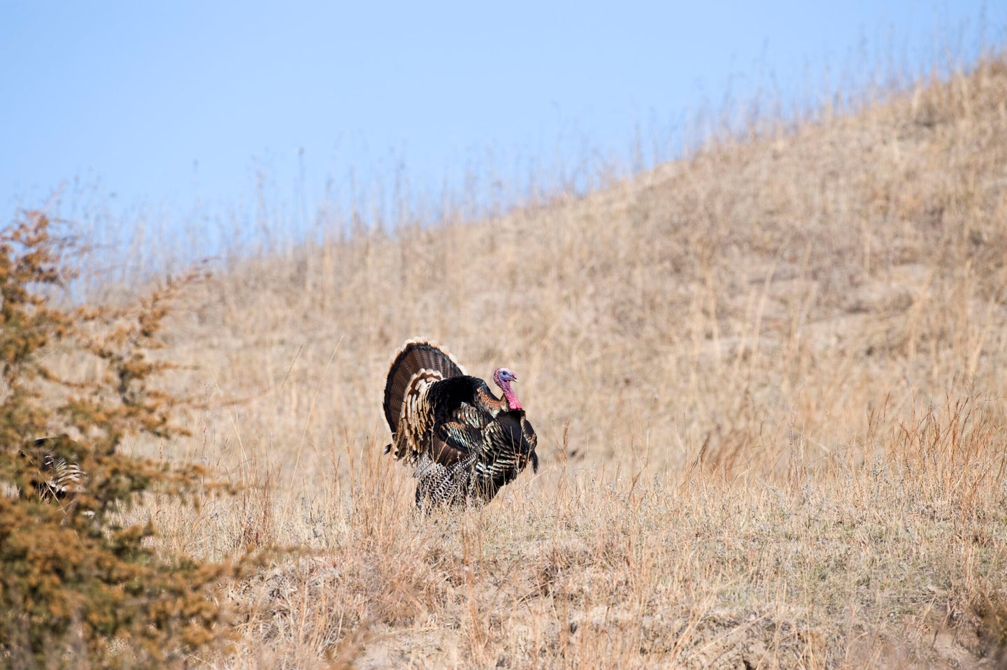 Displaying Wild Turkey, Meleagris gallopavo, Nebraska.