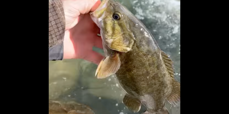 Invasive Smallmouth Bass Caught Within Spitting Distance of Yellowstone National Park