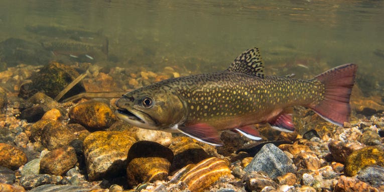 Will Genetically Modified “Trojan” Brook Trout Save Native Trout in the West?