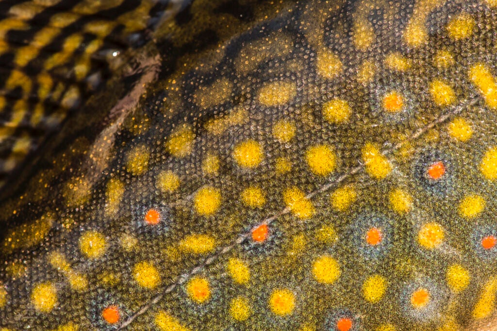 brook trout spots