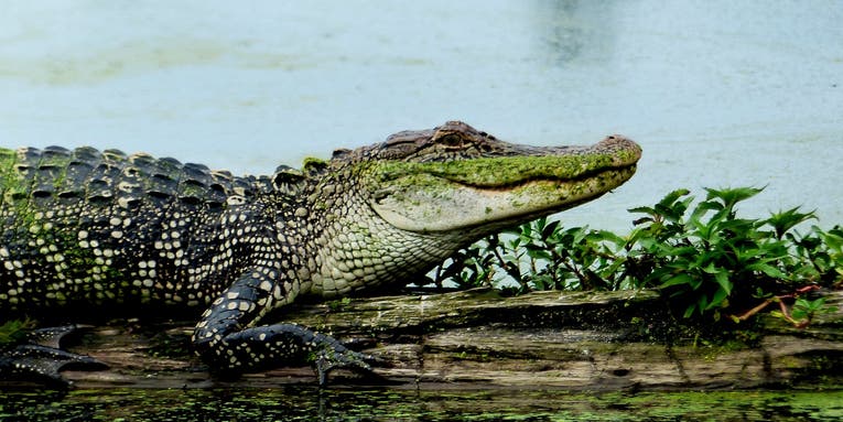 Airbows for Alligators? Florida Proposes 24-Hour Hunt and Use of Powerful New Implement