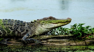 photo of alligator