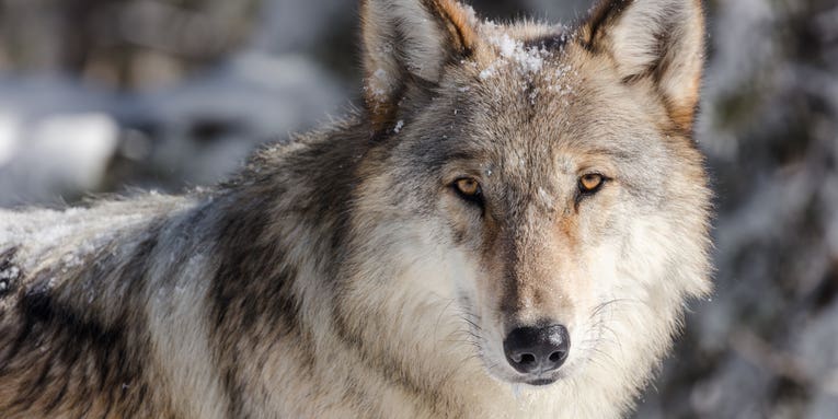 Senators Introduce Bipartisan Legislation to Delist Gray Wolves in Great Lakes and Wyoming