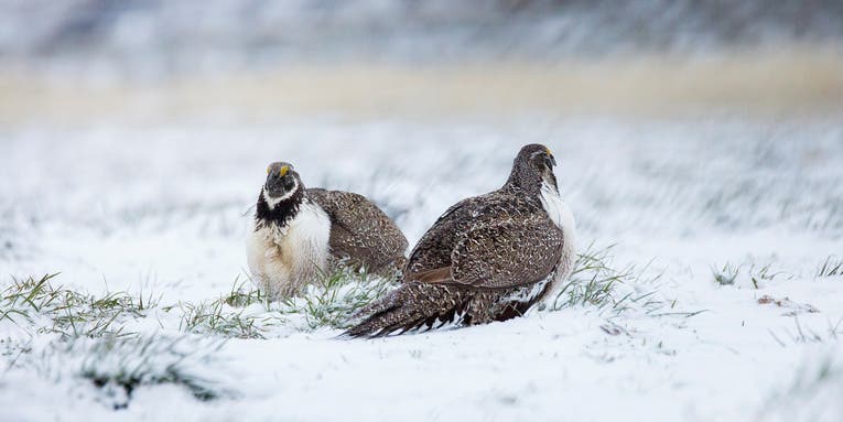 Will Releasing Captive-Raised Sage Grouse Help or Hurt Dwindling Populations?