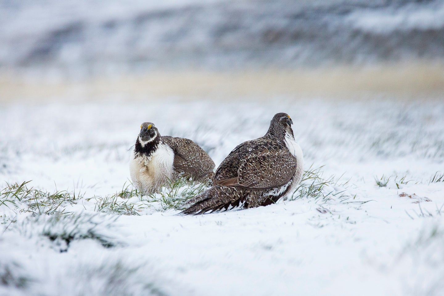 Two greater sage grouse sitting in the snow.