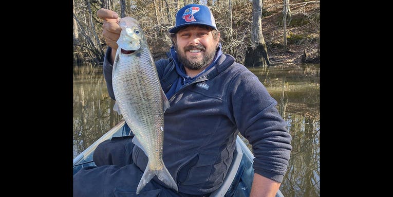 Georgia Angler Catches State-Record Hickory Shad