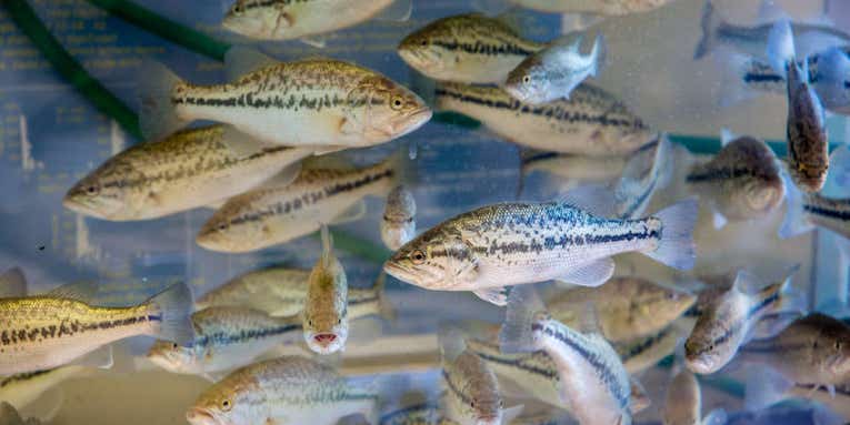 Florida Will Allow Farm-Raised Largemouth Bass to be Sold as Food