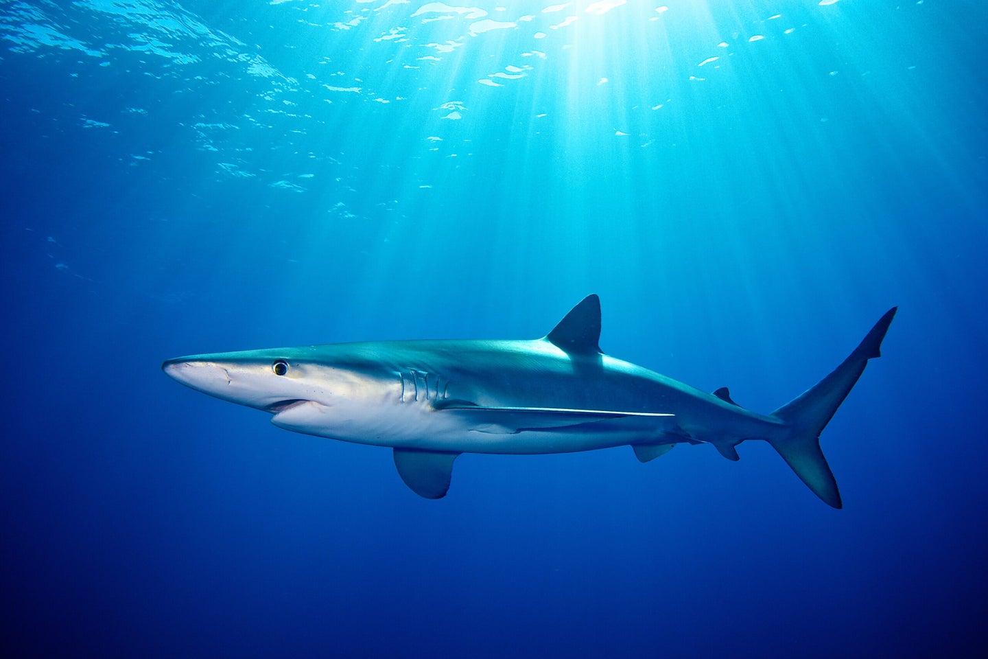 blue shark swimming