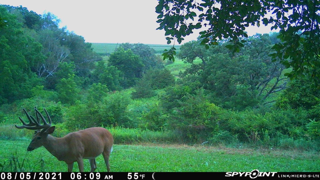 trail camera photo of buck in clover field