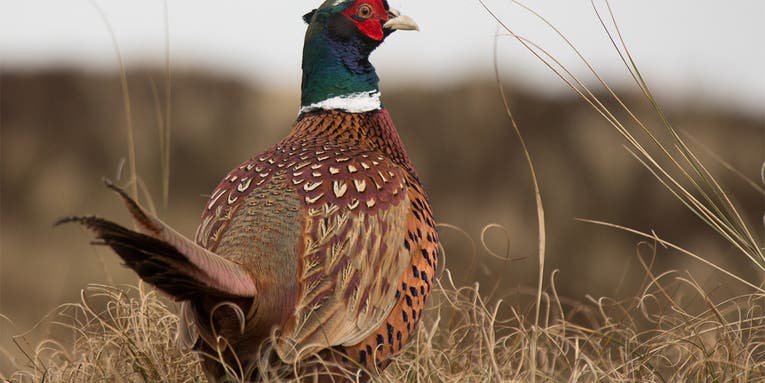 Increased Interest In Pheasant Hunting Leads Pennsylvania to Stock More Birds
