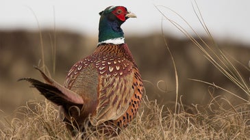 photo of pheasant