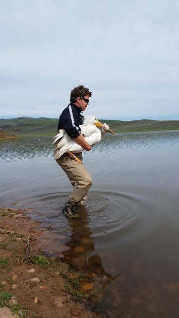 A researcher releases a Strawberry Lake pelican after a stomach-content examination.