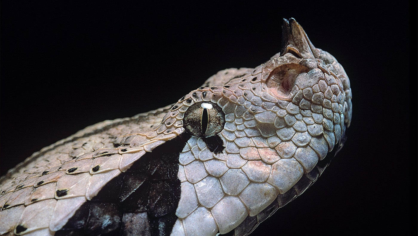 photo of Gaboon viper
