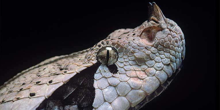 North Carolina Man Survives Bite From Gaboon Viper, One of the World’s Deadliest Snakes