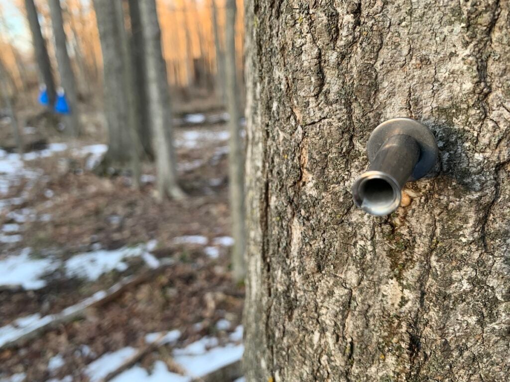 Maple syrup tap nailed into a tree.