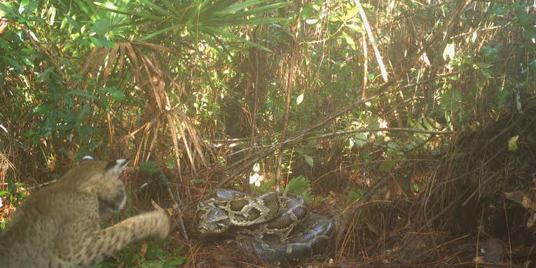 Trail Cam Pictures: Bobcat Raids Invasive Python Nest in the Everglades