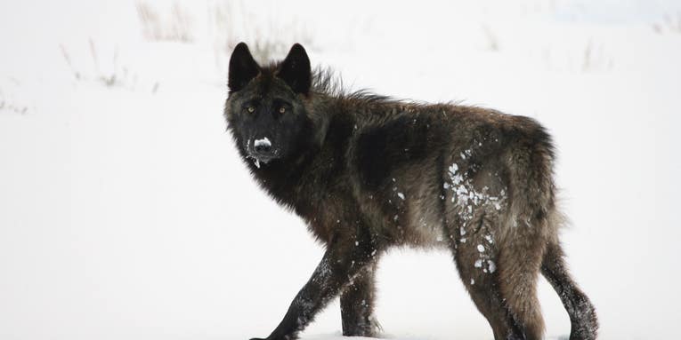 Anti-Hunting Groups Turn Focus Toward Relisting Wolves in the Northern Rockies