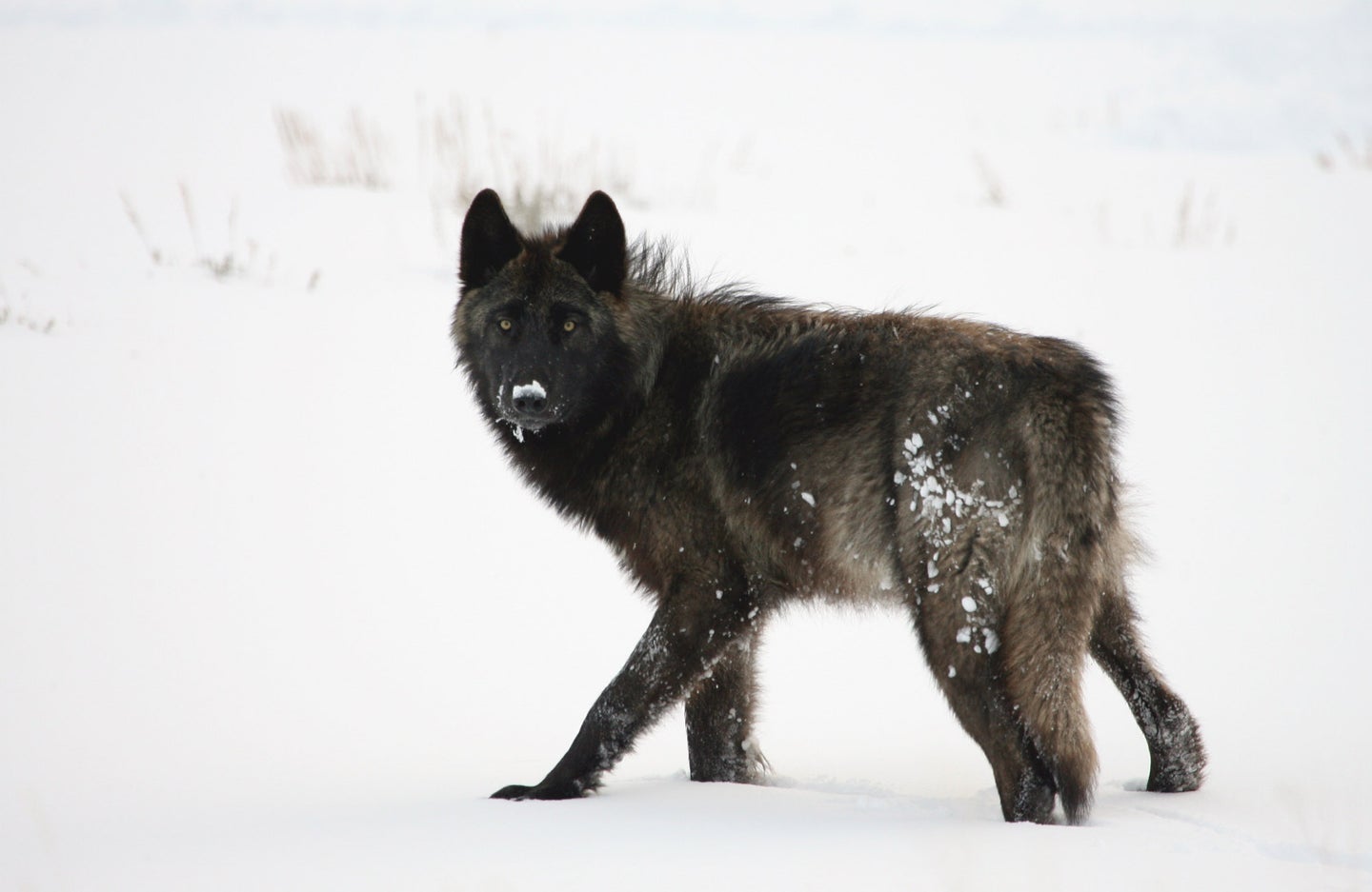 Wolf walking in the snow.