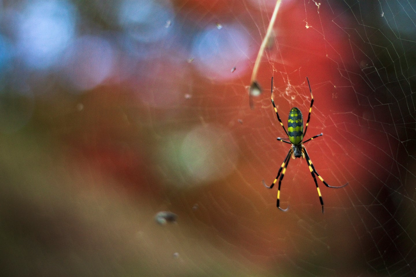 Joro spider spinning a web.
