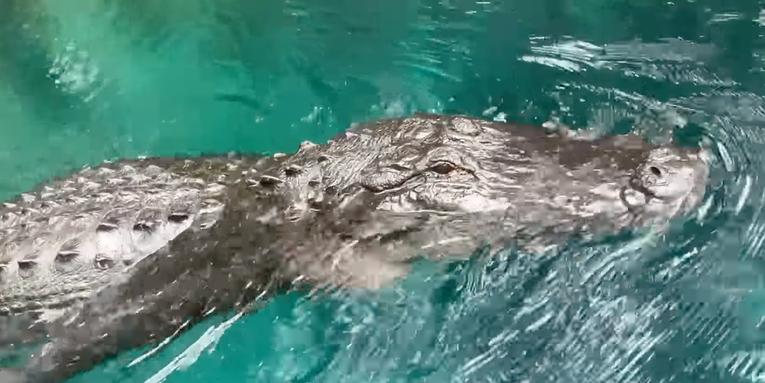 12-Foot Florida Gator the Swam Up To Paddle Boarder in Viral Video Has Been Killed