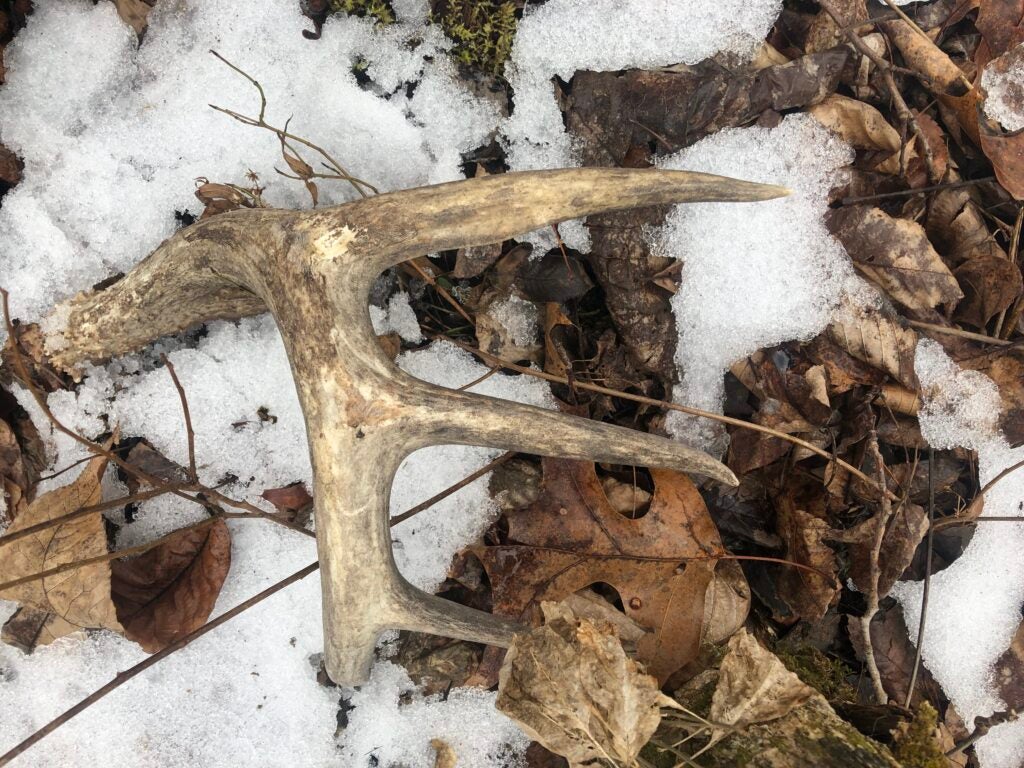 photo of shed antler