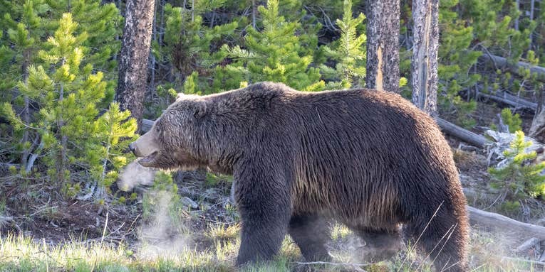 Idaho Governor Files Petition to Delist Grizzly Bears in the Lower 48