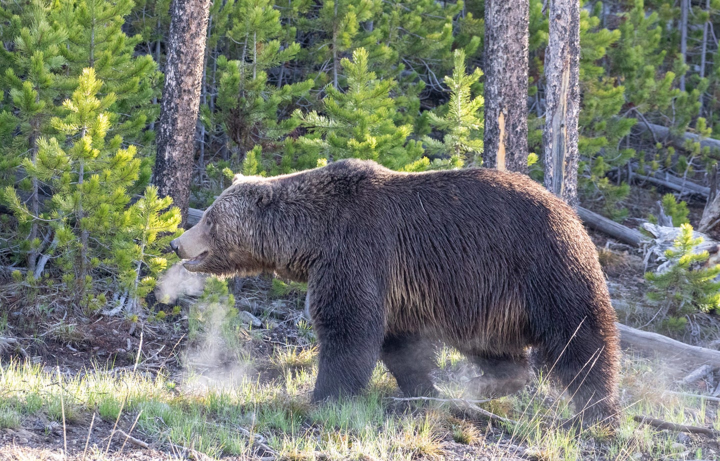 Grizzly bear walks through forest