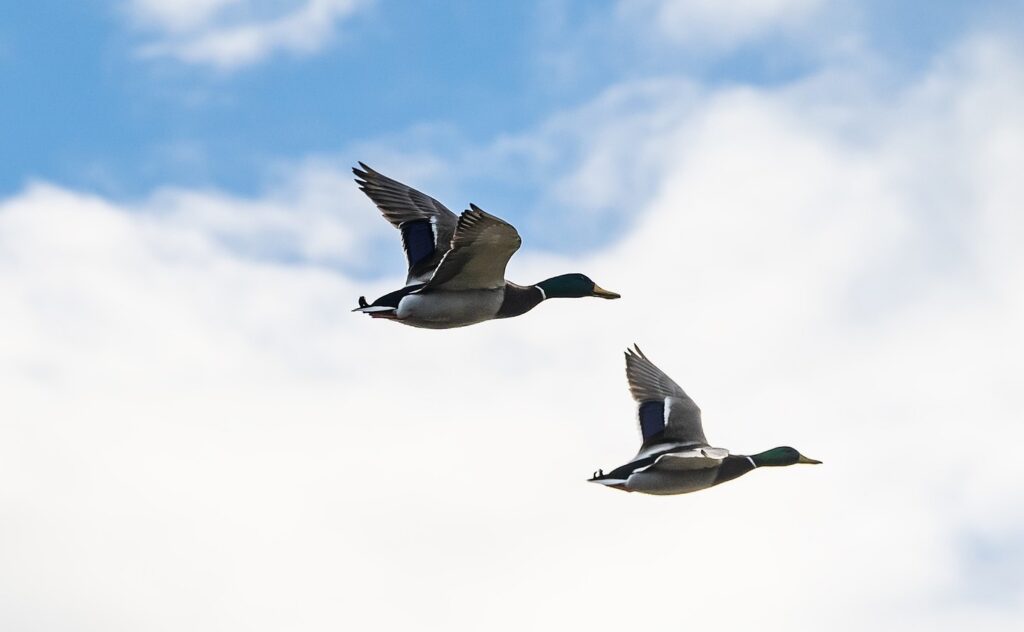 photo of ducks flying