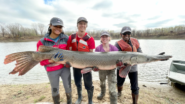 Louisiana Study Shows New Catch-and-Release Gar Survey Method is Effective