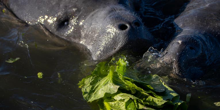 Wildlife Agencies Feed Manatees 55 Tons of Lettuce to Fend Off Starvation