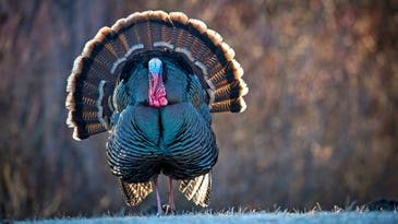 Best Days of the Strut: 7 Must-Hunt Dates for the 2024 Turkey Season