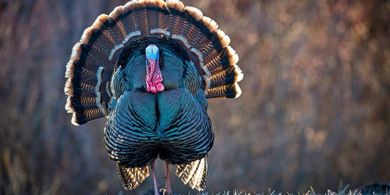 Best Days of the Strut: 7 Must-Hunt Dates for the 2024 Turkey Season
