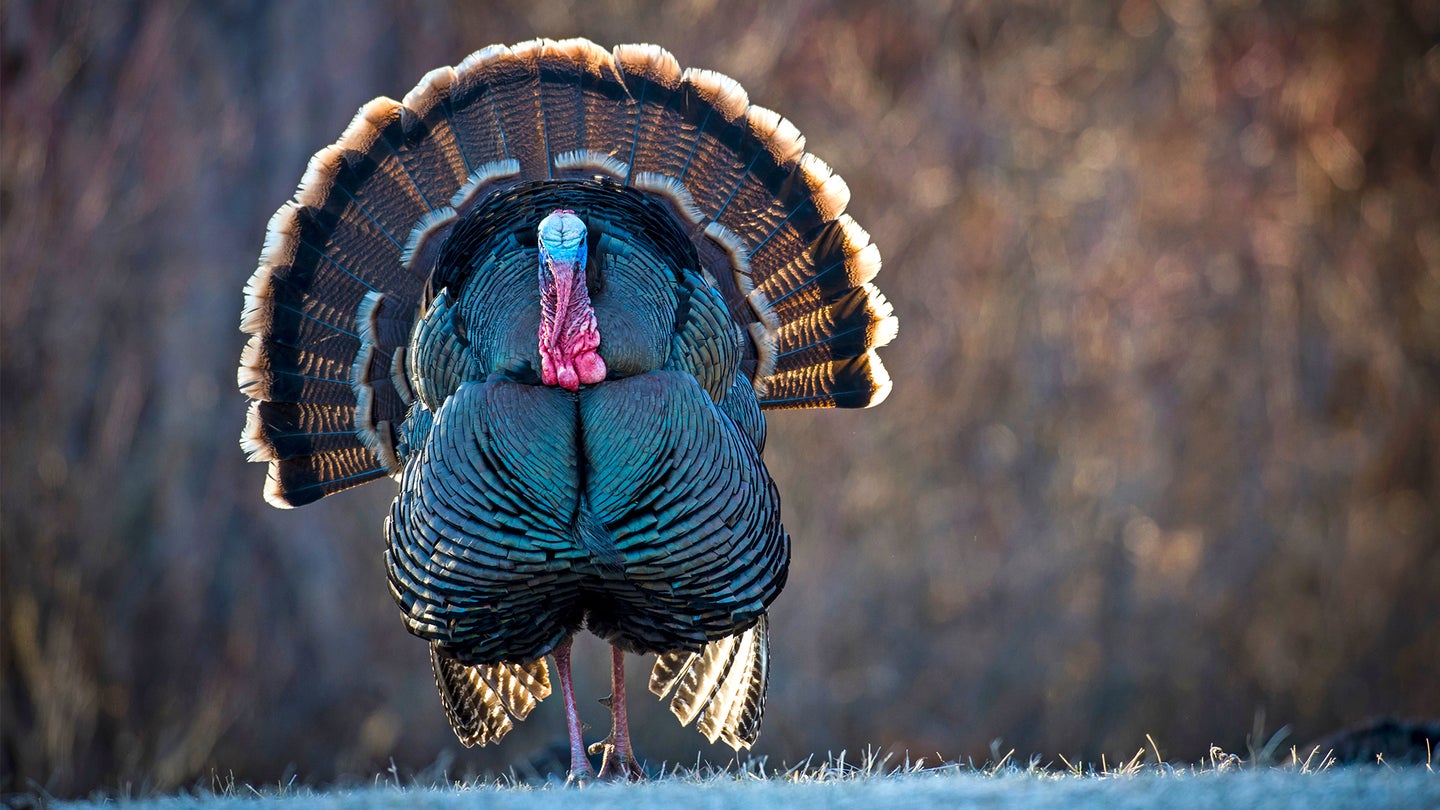 A male wild turkey struts in an open field with sunshine hitting its feathers.