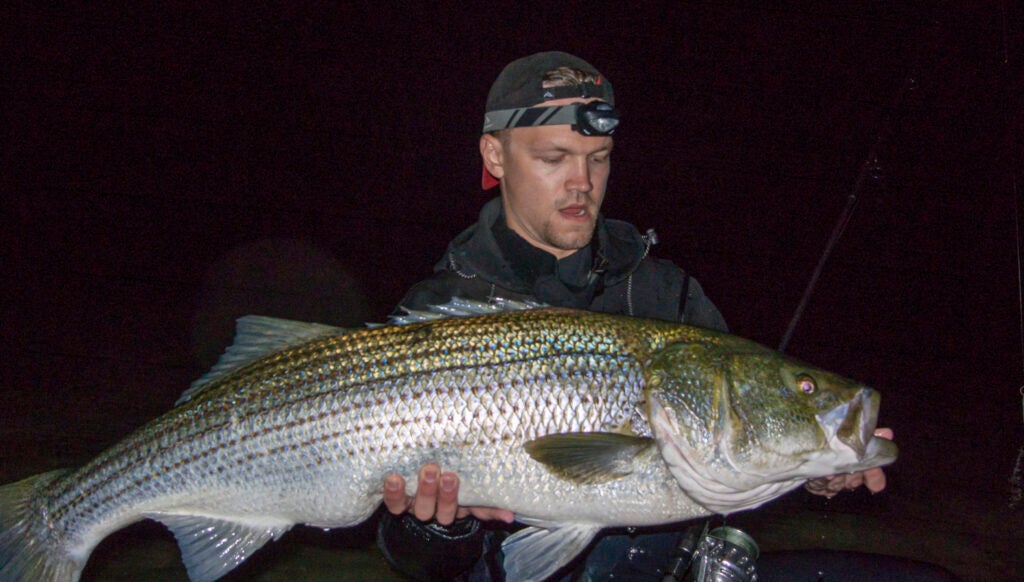 Man holding large striped bass at night. 