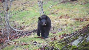 The Debate Continues Over Washington State’s Spring Black Bear Hunt