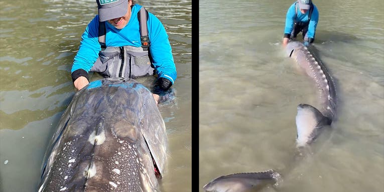 British Columbia Fishing Guide Catches and Releases Giant 10.6-Foot, 600-Pound White Sturgeon