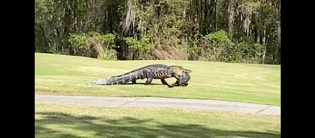 alligator walks across grass with smaller alligator in its mouth