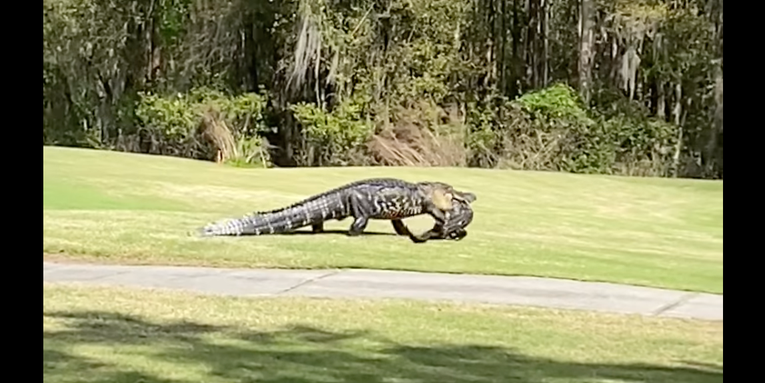 Video: 20-Foot Alligator Cannibalizes 6-Foot Gator at Florida Golf Course