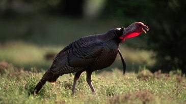 As Southeastern Sportsmen Face Dwindling Turkey Numbers, Should States Be Courting Nonresident Hunters?