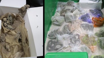 Man Arrested at U.S.-Mexico Border Trying to Smuggle 52 Snakes and Lizards Hidden In His Clothes