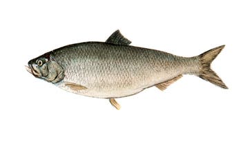 New York’s DEC Aims To Bring America Shad Back to the Hudson River