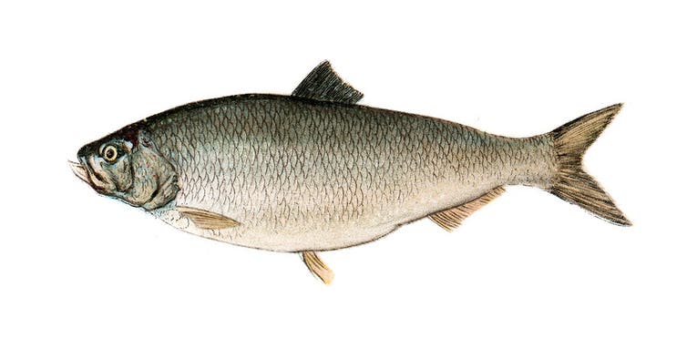 New York’s DEC Aims To Bring America Shad Back to the Hudson River
