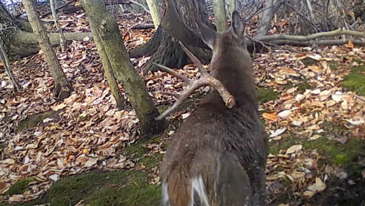 photo of buck shedding antlers