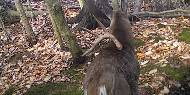 Shed Hunter’s Dream: Trail-Cam Video Catches 10-Point Buck Dropping Both Antlers