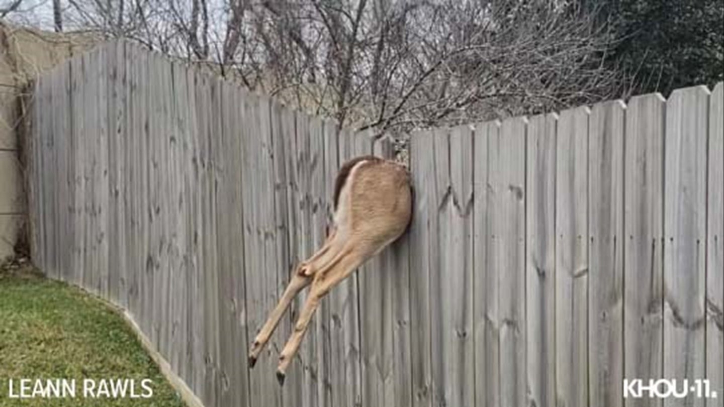 A deer in serious trouble.