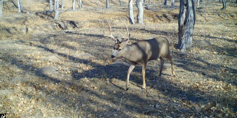 Utah Votes to Ban Trail Cameras for Hunters—Again