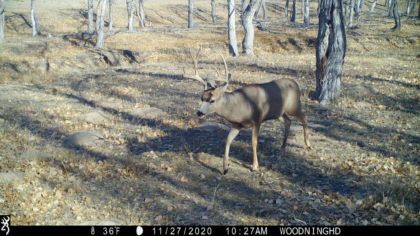 trail camera photo of mule deer buck